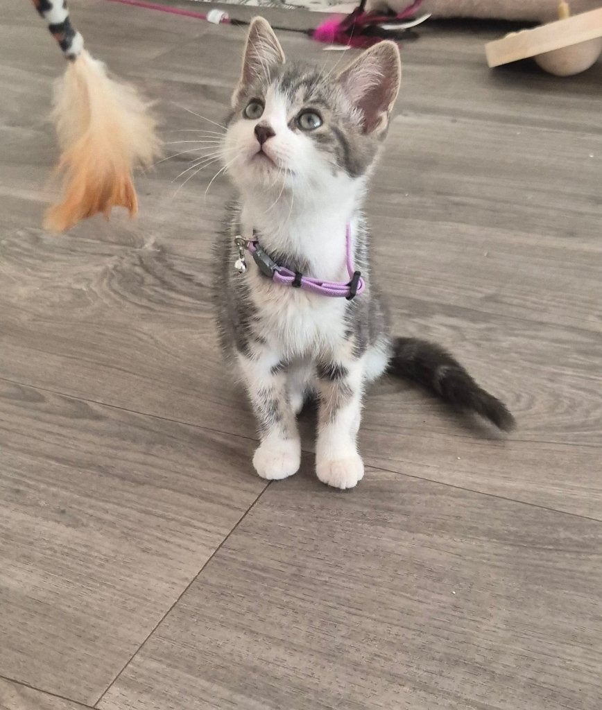 Kitten (poes), Dieren en Toebehoren, Poes, Kortharig, 0 tot 2 jaar