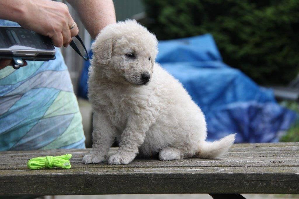 Kuvasz Pups, Parvo, 8 tot 15 weken, Meerdere, Meerdere dieren