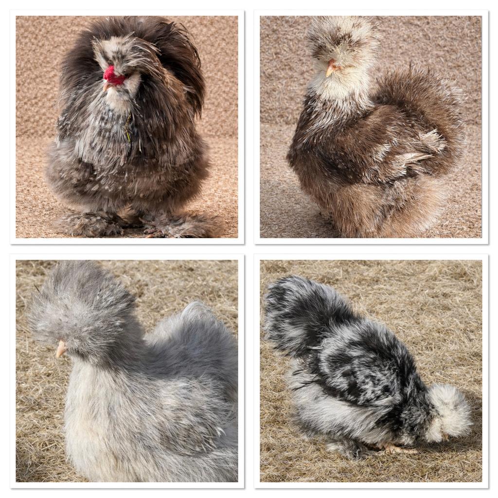 Usa zijdehoen mottled  broed🥚en🐥 beschikbaar vanaf 10 juni, Dieren en Toebehoren, Pluimvee, Geslacht onbekend, Kip