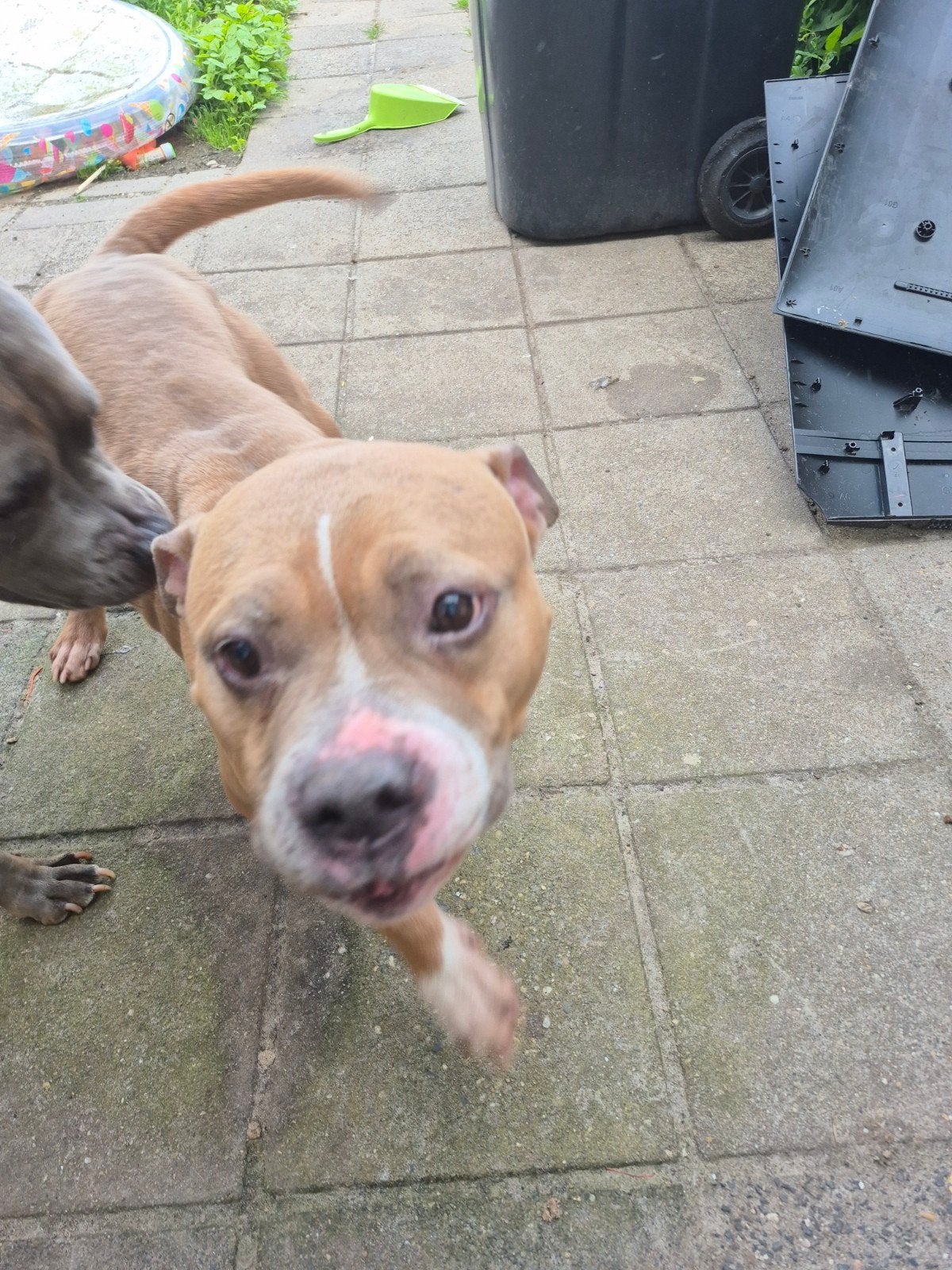 Bully pocket teef, Teef, Eén hond, 3 tot 5 jaar, Nederland