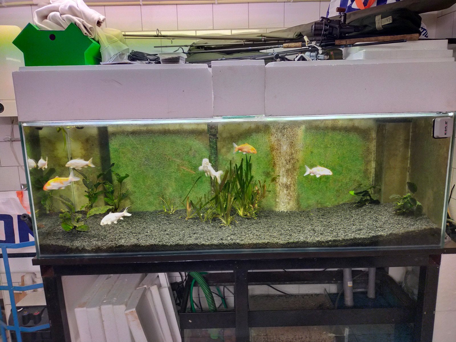 Aquarium 180x60x60 !!!GOED ADVERTENTIE LEZEN!!!, Ophalen