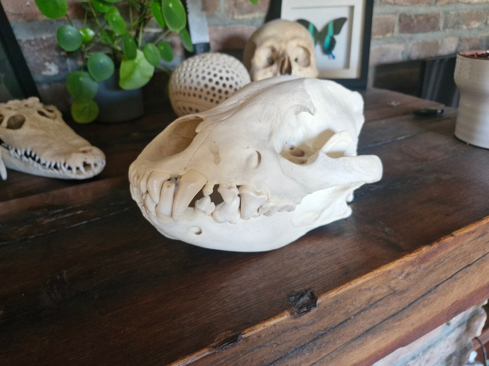 Schedel van gevlekte hyena (Crocuta crocuta), Ophalen, Nieuw
