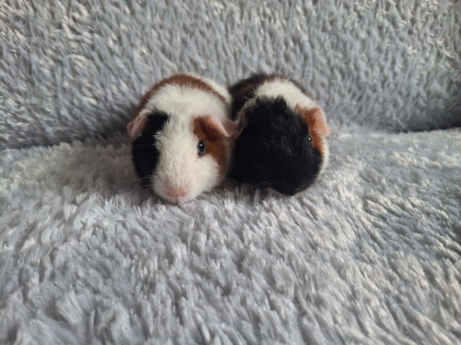 US Teddy Beertjes, Dieren en Toebehoren, Cavia, Mannelijk, Tam, September
