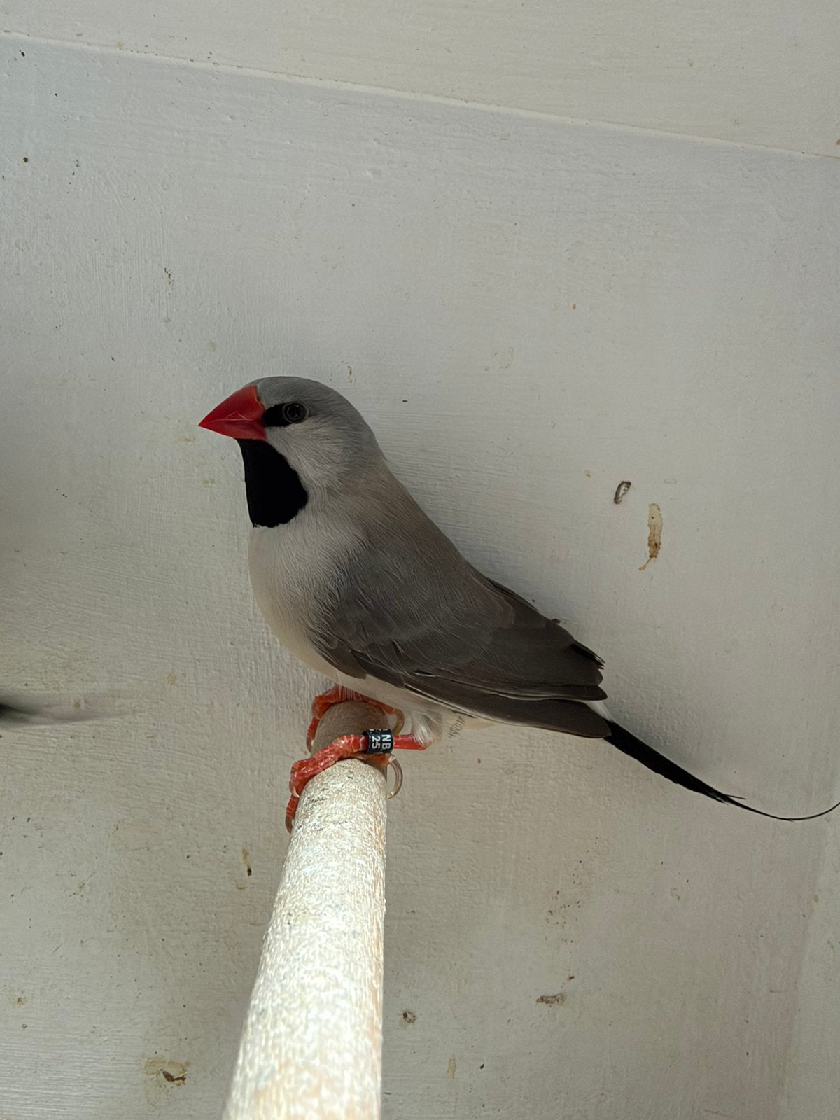 Koppel grijze spitstaartamadines te koop!, Dieren en Toebehoren, Meerdere dieren, Tropenvogel, Geringd