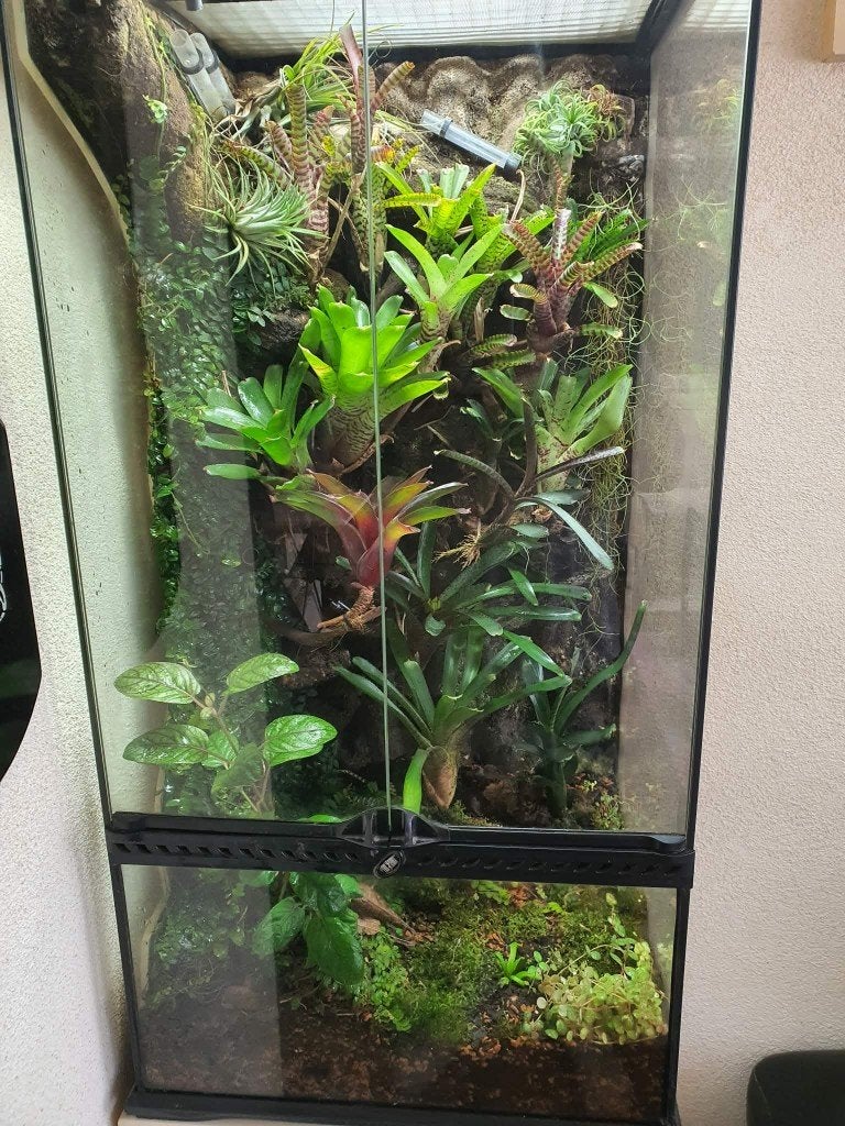 Paludarium, Ophalen, Gebruikt, Terrarium of Paludarium