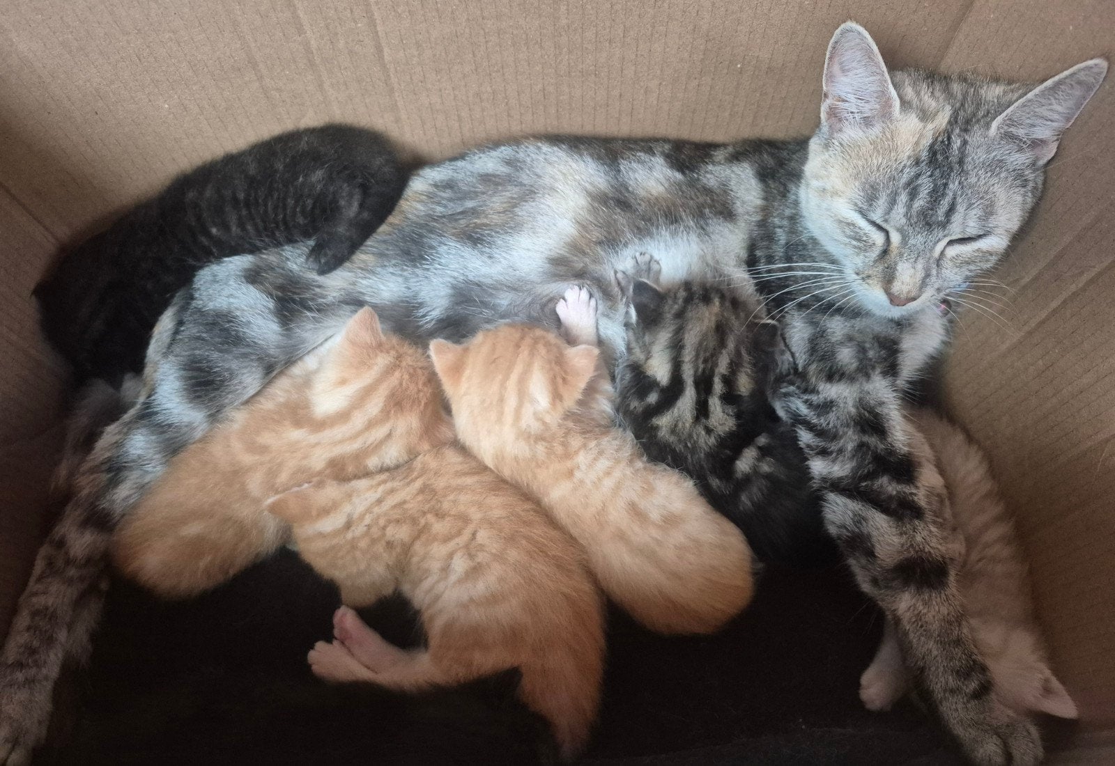 Mix van Savannah en Maine Coon kitten, Dieren en Toebehoren, Katten en Kittens | Raskatten | Korthaar, Meerdere dieren