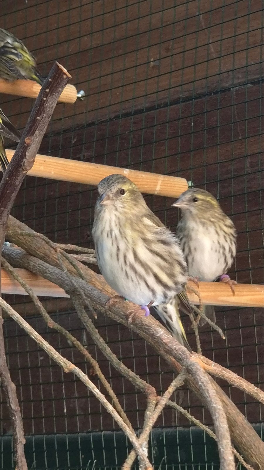 Europese sijs, Vrouwelijk, Wildzangvogel, Geringd