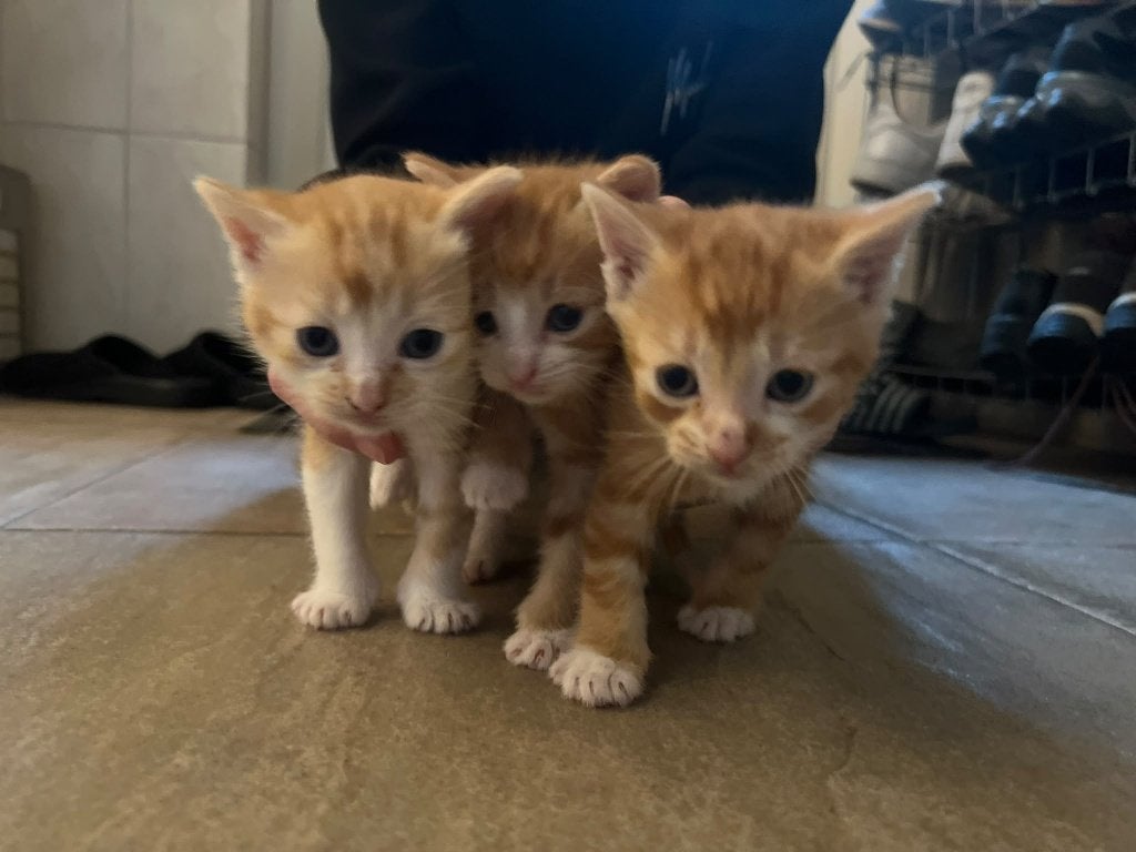 Boerderijkittens, Meerdere dieren, Kortharig, 0 tot 2 jaar