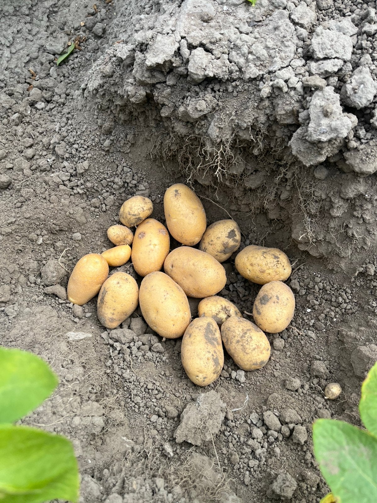 Nieuwe aardappels, Ophalen