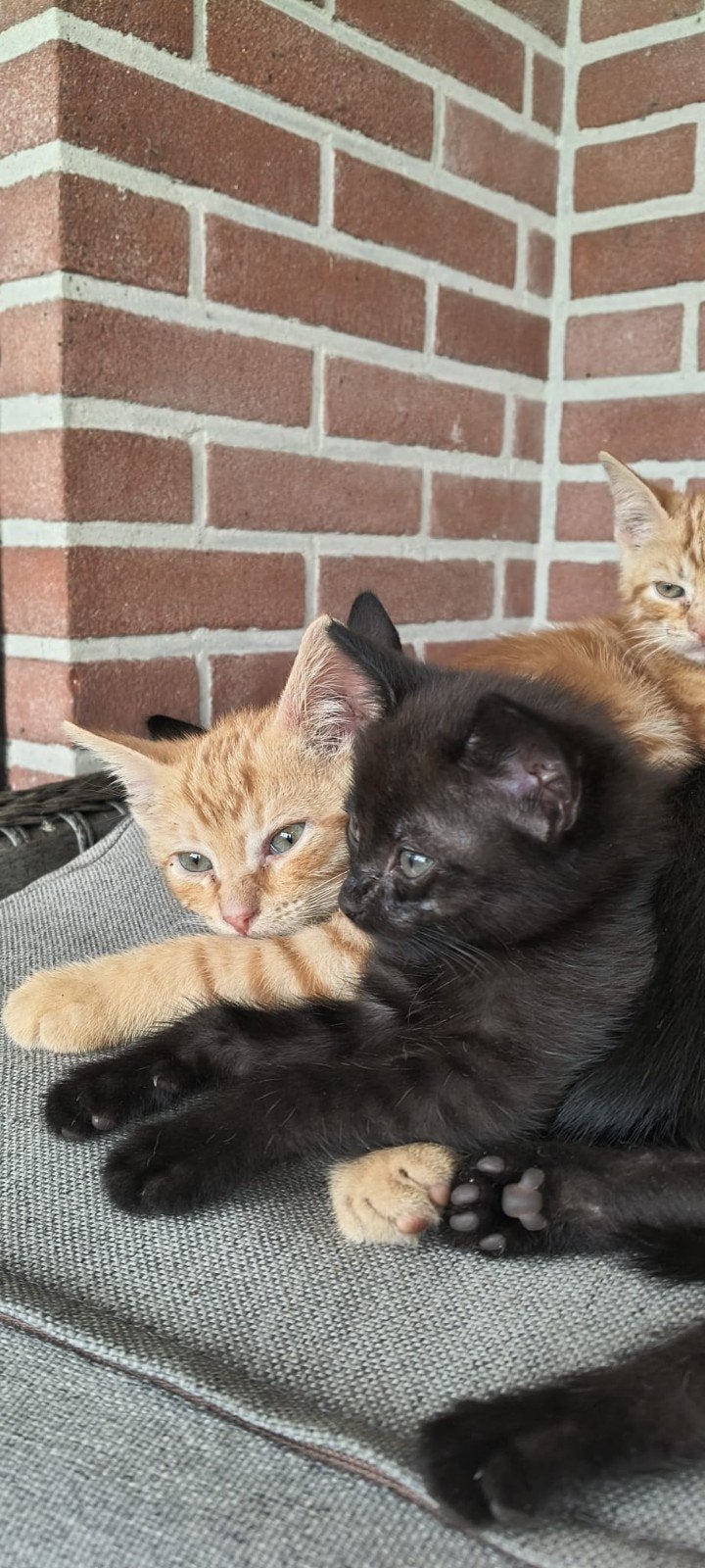 schattig lieve kittens zoeken een nieuw huisje, Dieren en Toebehoren, Meerdere dieren, Ontwormd