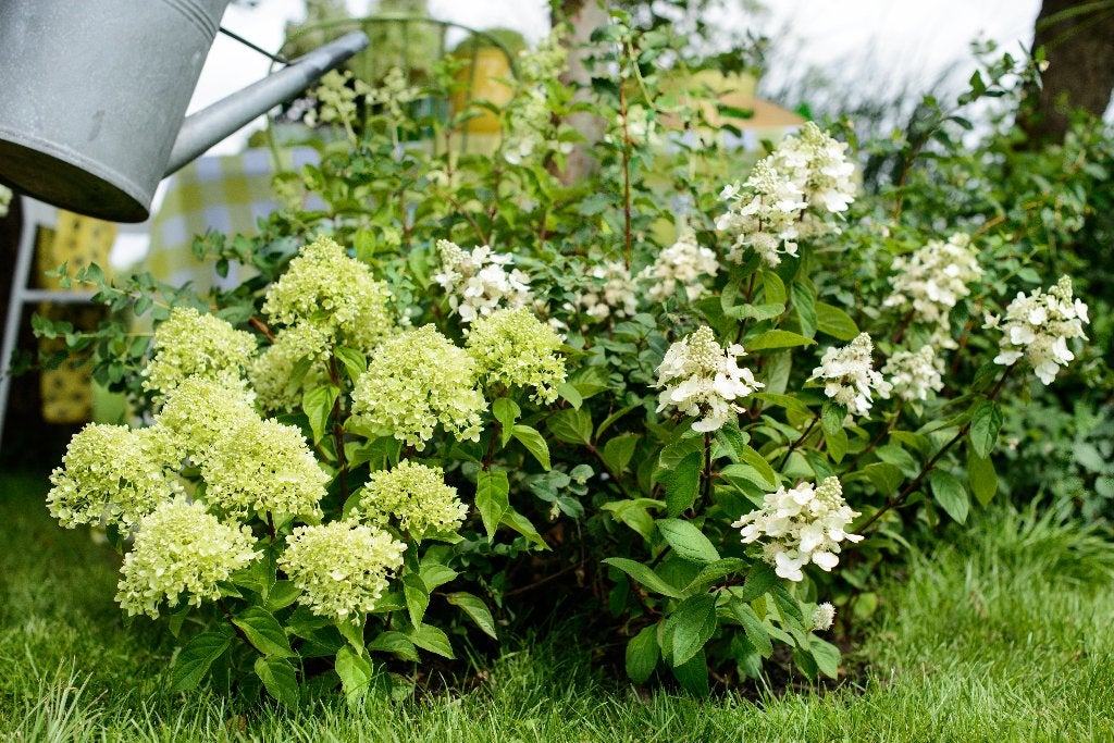 Restpartij 23 laagblijvende pluimhortensia € 125, Ophalen of Verzenden, Hortensia, Haag, Minder dan 100 cm