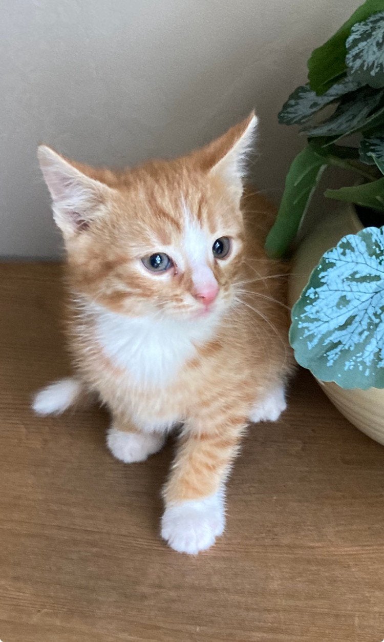 Kitten katertje, Kater