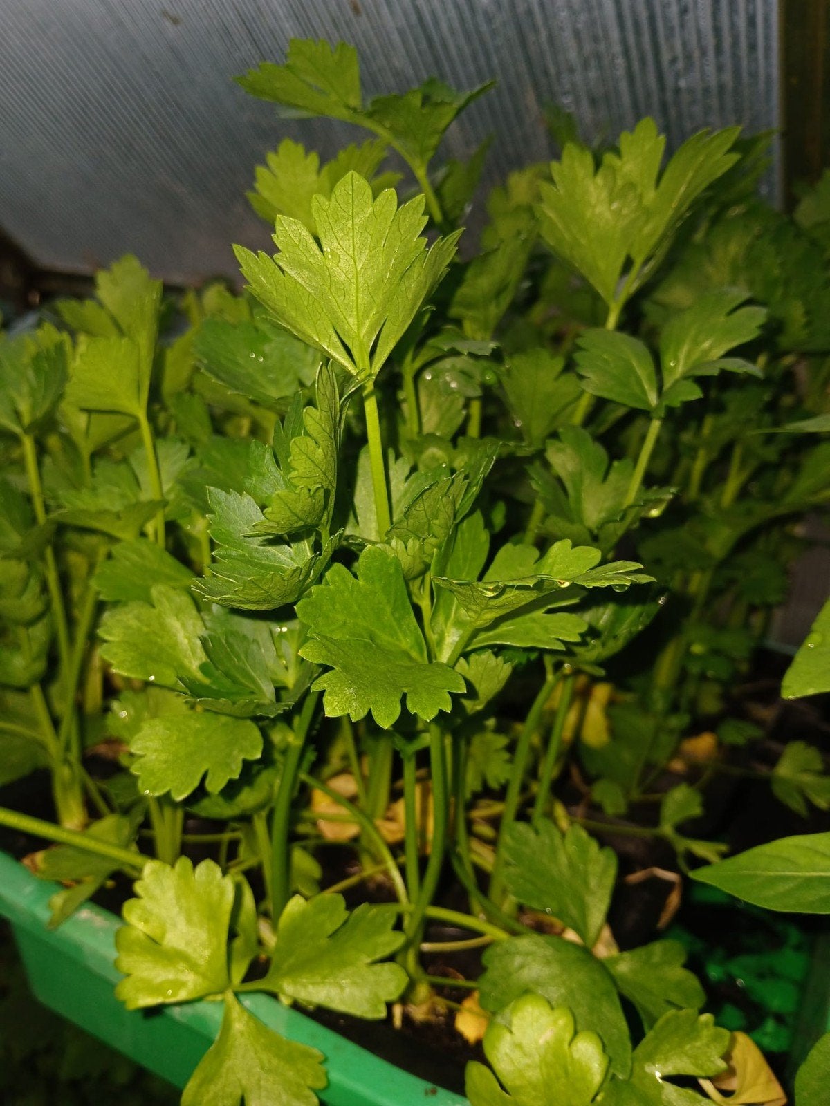 Selderij planten, Volle zon, Eenjarig, Herfst, Ophalen