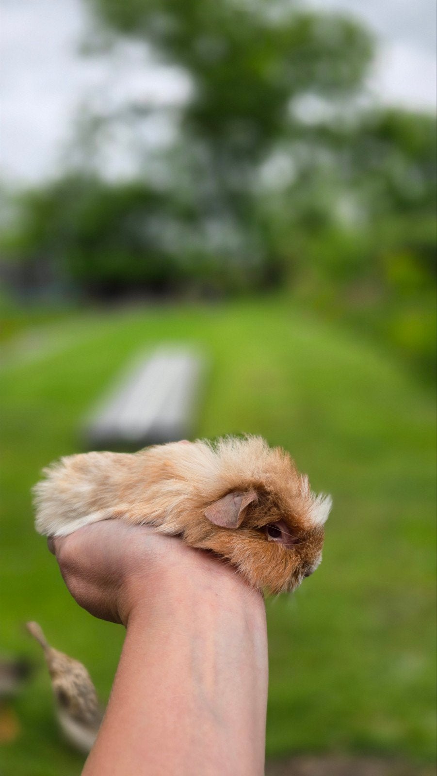 Cavi 5 weken beertje, Mei, Mannelijk, Cavia