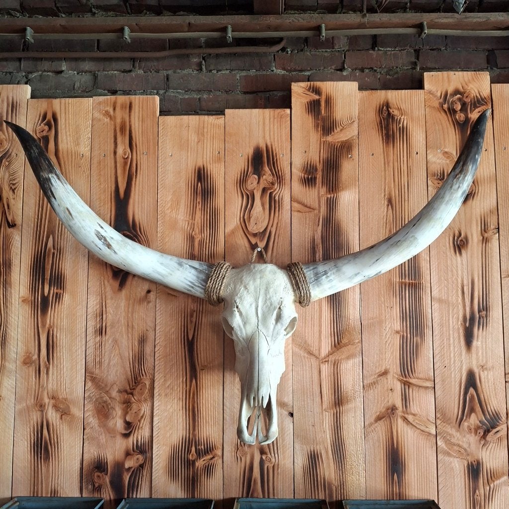 Texas longhorn schedel - Echte schedels, Verzamelen, Ophalen of Verzenden, Nieuw, Boerderijdier, Schedel