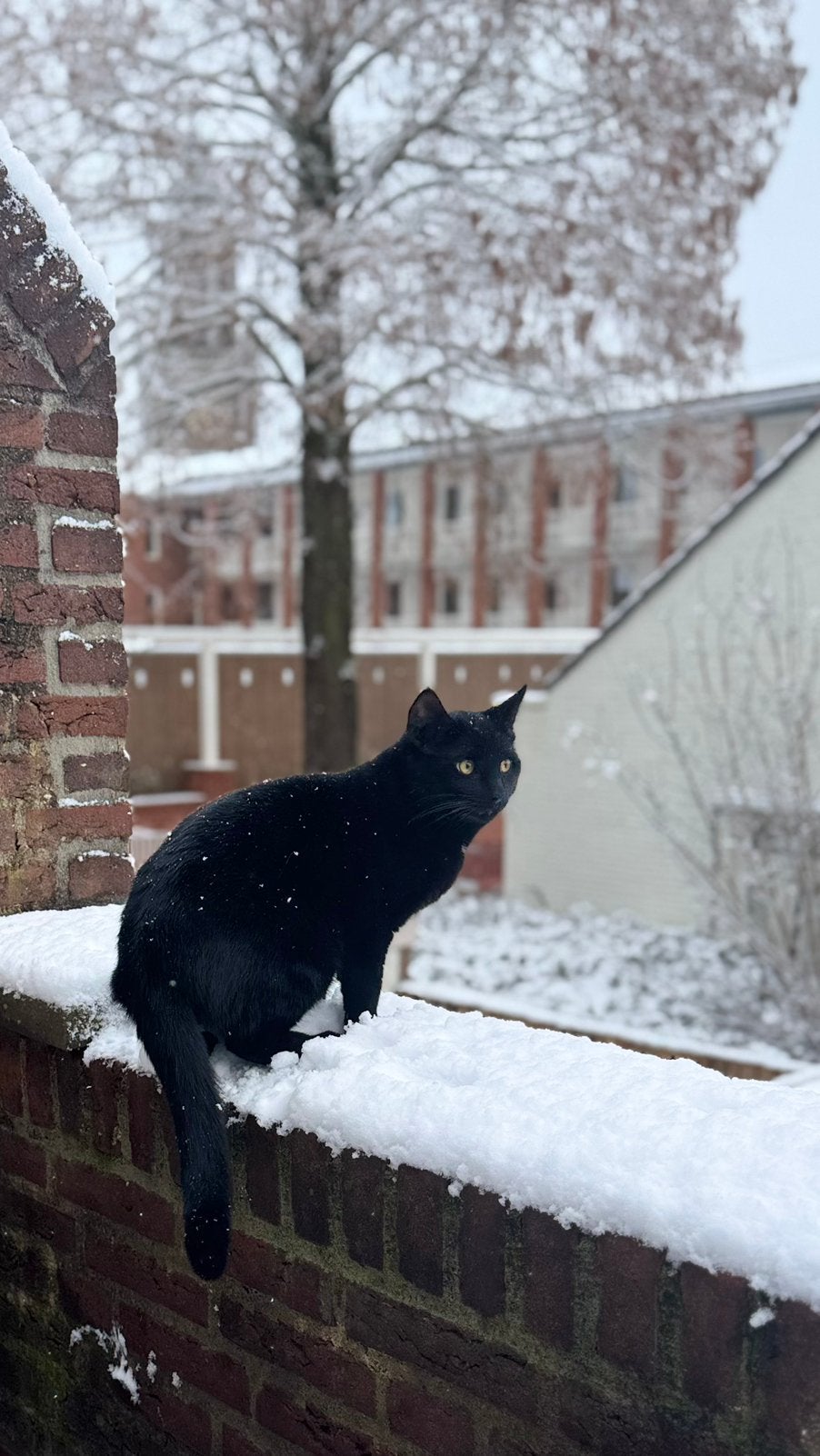 🐱 3 Lieve binnenkatten zoeken gratis een nieuw thuis, Kater