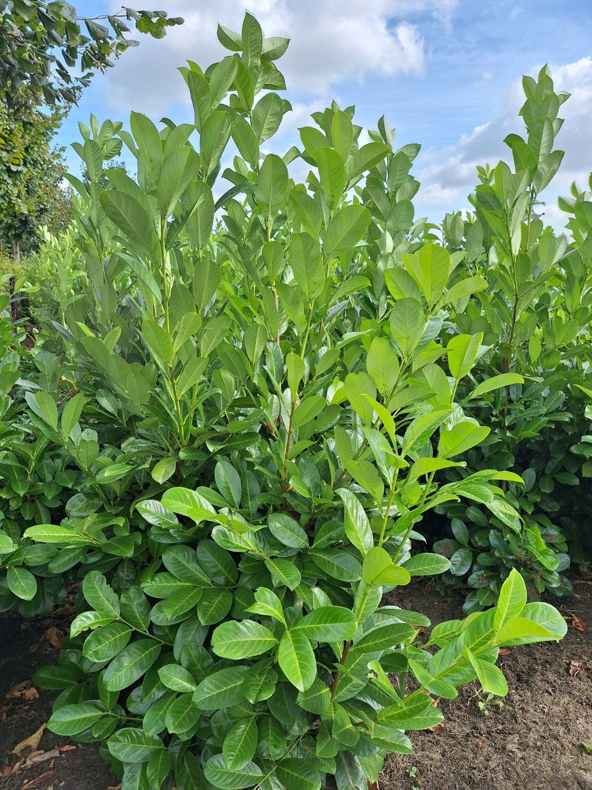 Laurieren Prunus Rotundifolia laurierenhaag 100 - 140+ cm, Ophalen, Laurier, Haag, 100 tot 250 cm