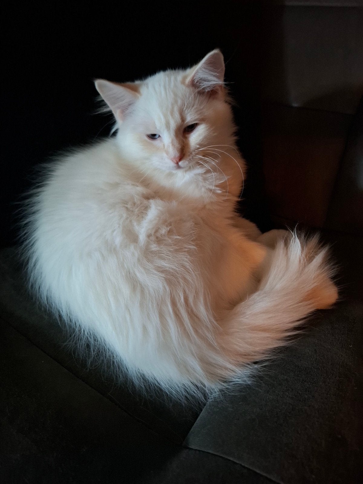 ragdoll kittens, Meerdere dieren, Gechipt, 0 tot 2 jaar