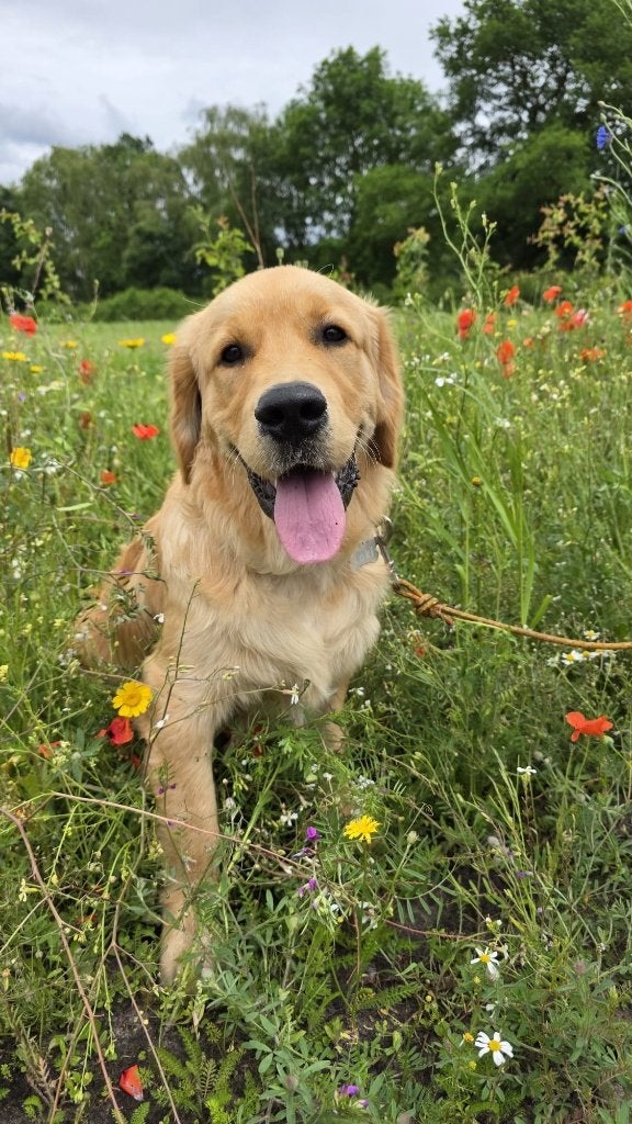 Honden Oppas Aangeboden, Uitlaatservice