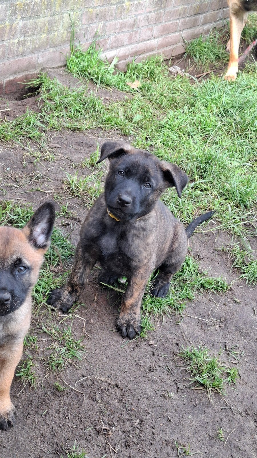 Nog 1 Mechelse x hollandse herder pup te koop, 8 tot 15 weken, Meerdere, Meerdere dieren, Herder