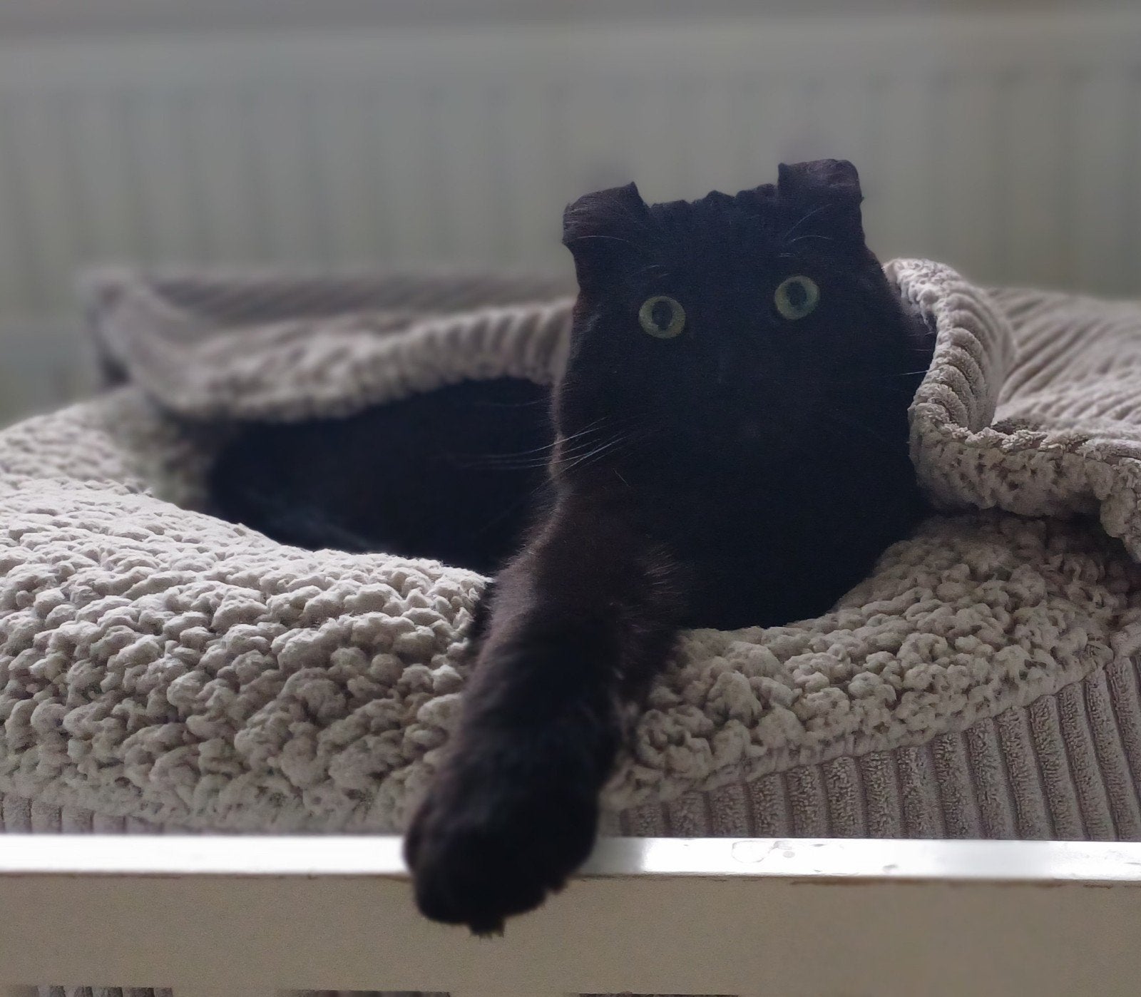 American curl kater, Kater, Met stamboom, 0 tot 2 jaar