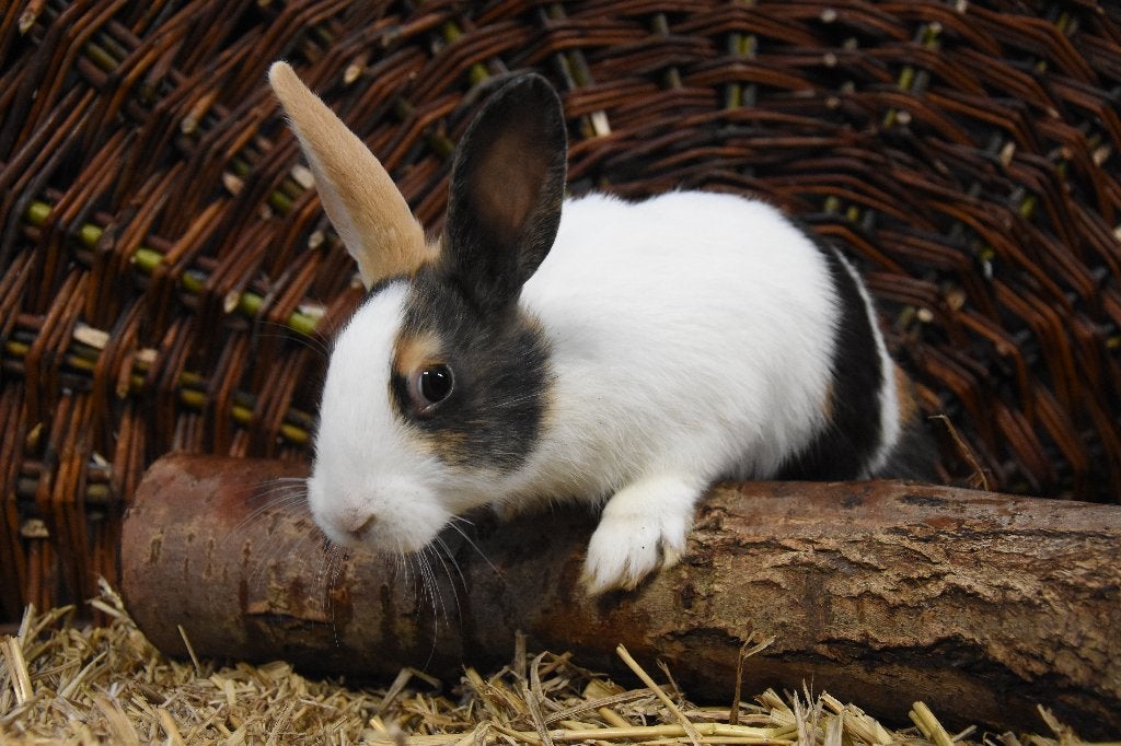 Hollander konijnen | Jonge dieren | Meerdere kleurslagen, Dieren en Toebehoren, Meerdere dieren, Middelgroot, 0 tot 2 jaar