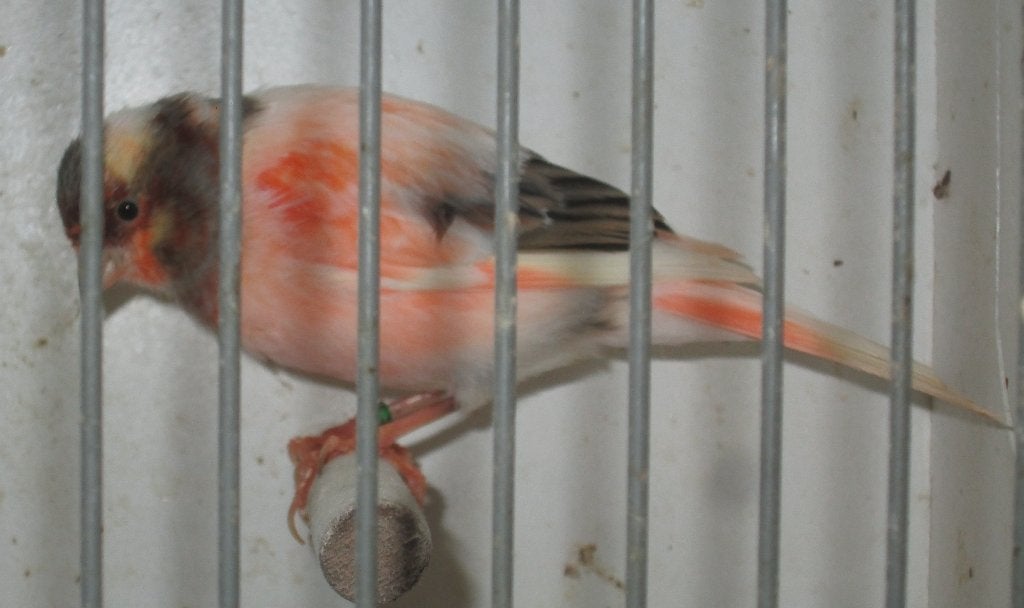 harlekijnkanaries, Dieren en Toebehoren, Vogels | Kanaries, Mannelijk, Postuurkanarie
