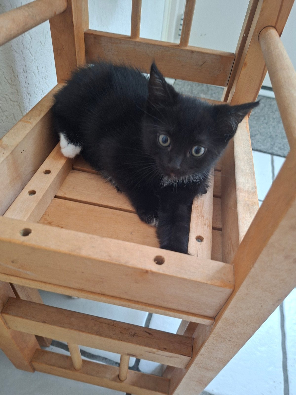 Kittens te koop, Kater, Kortharig, 0 tot 2 jaar