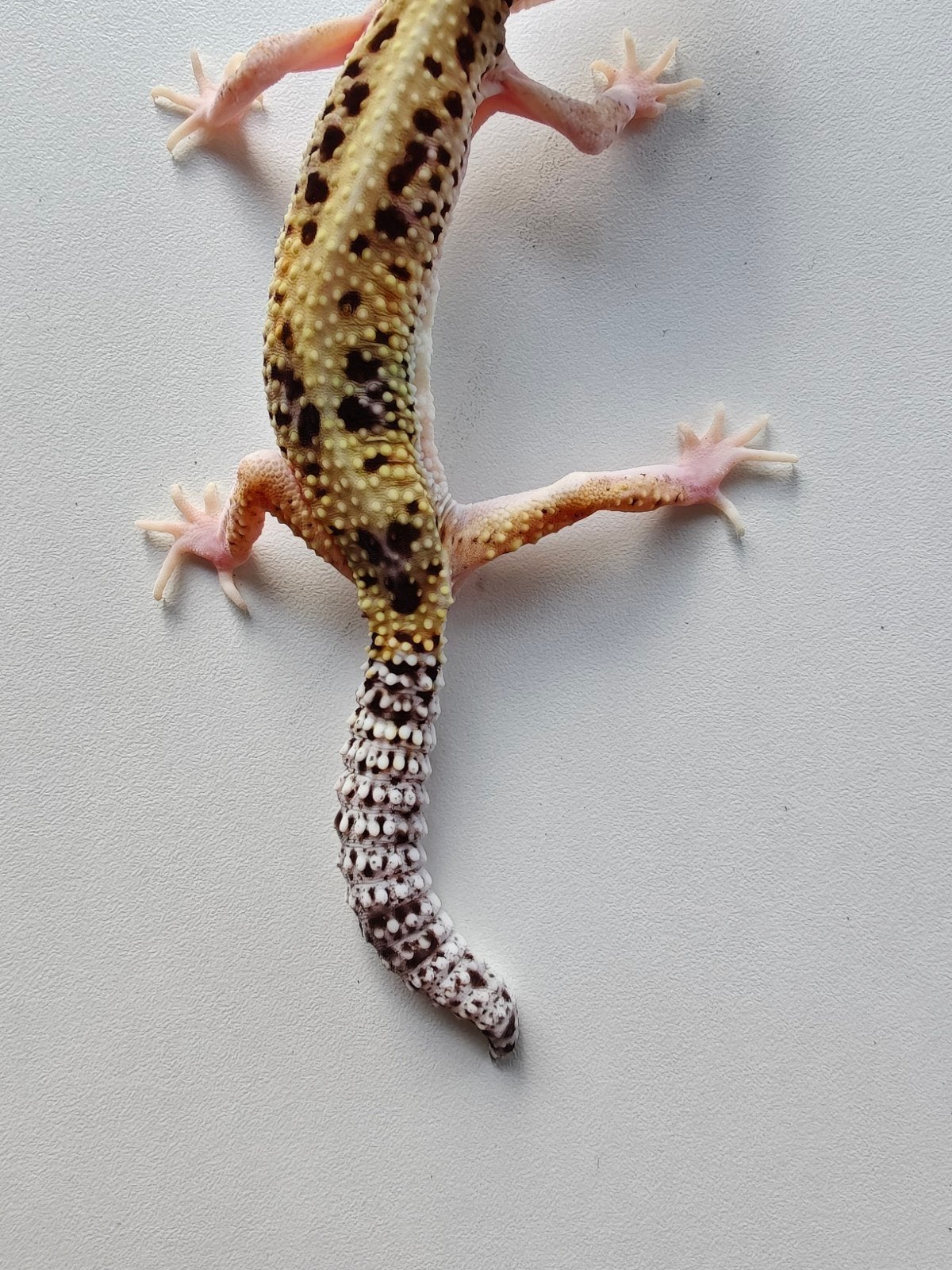 Lichtgele luipaardgekko met prachtige kleuren Leopard Gecko photo 3
