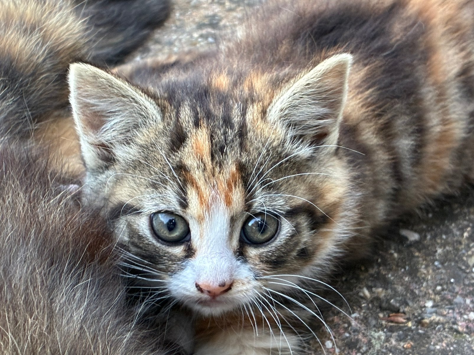 Prachtig gestreept poesje, een cypertje., Poes, Kortharig, 0 tot 2 jaar