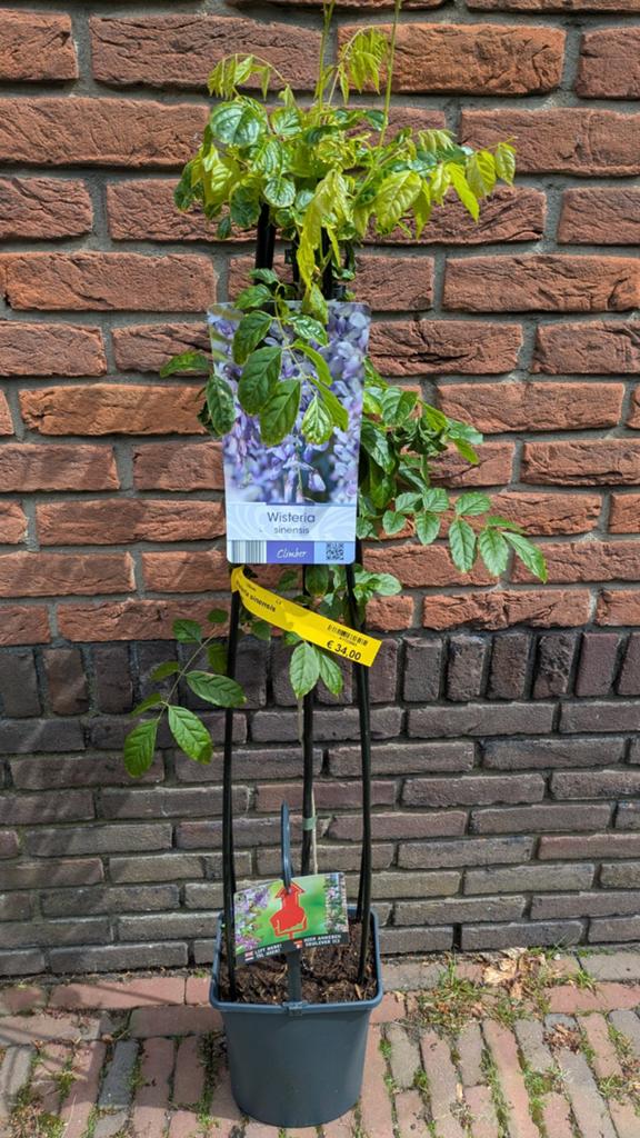Wisteria, Tuin en Terras, Ophalen, Overige soorten, Volle zon