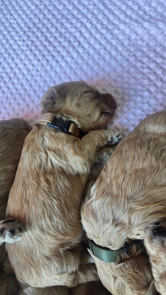 Labradoodle pups medium, Overige rassen, 8 tot 15 weken, Meerdere, Meerdere dieren