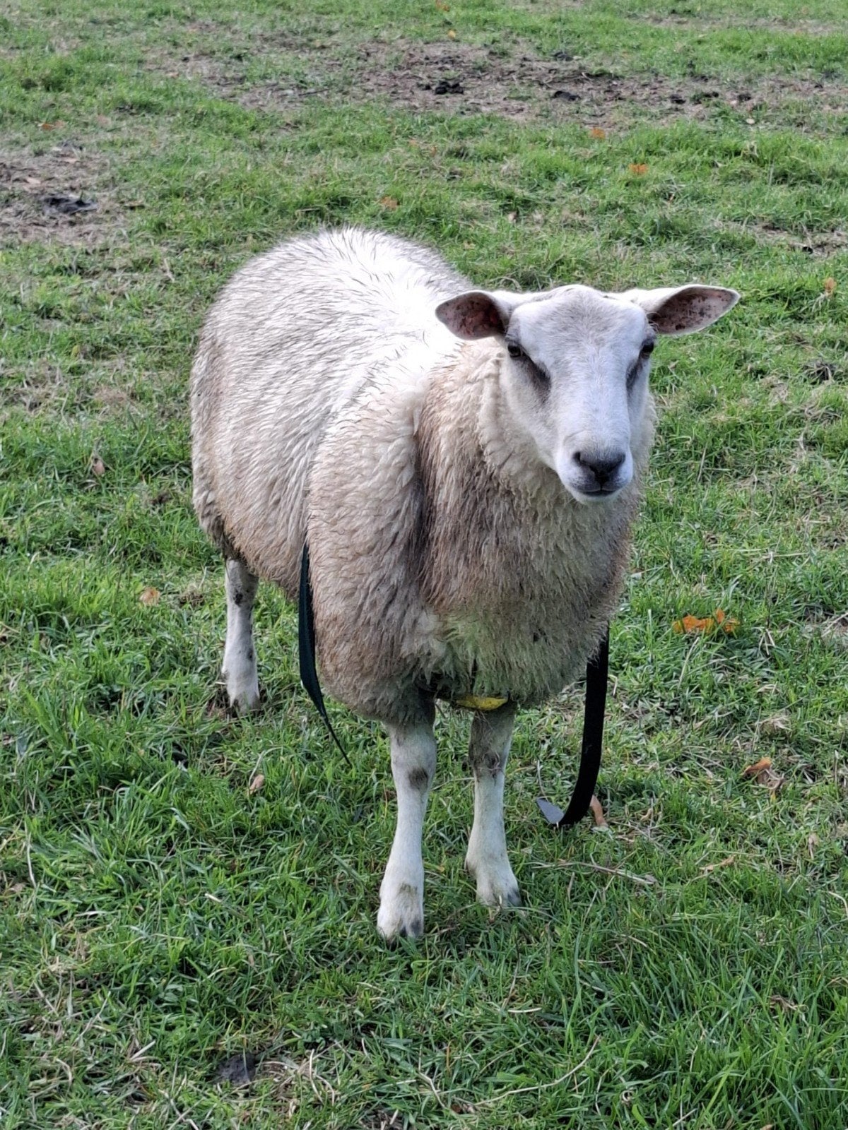 dekram van dit jaar, Dieren en Toebehoren, Mannelijk, Schaap