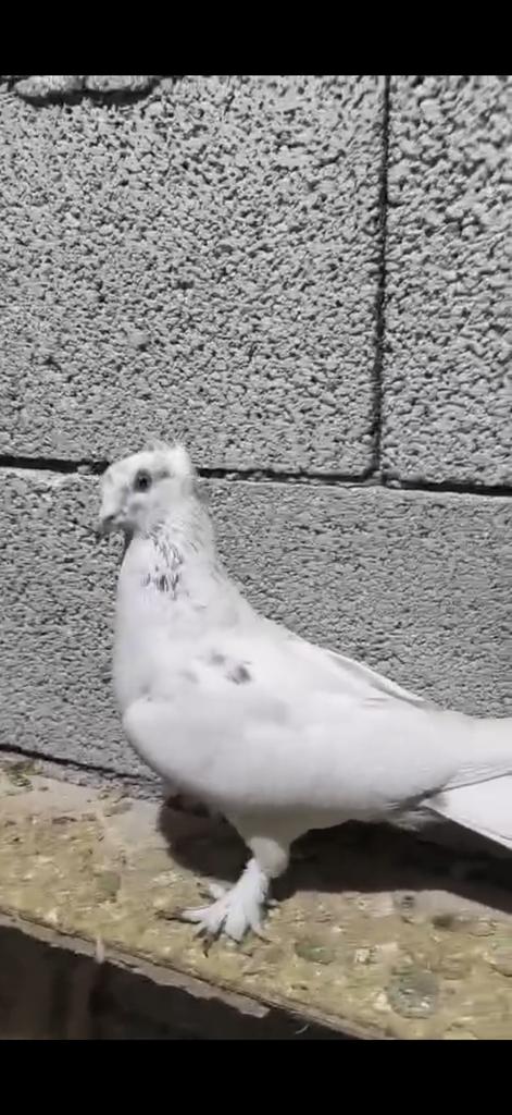 GEZOCHT, Dieren en Toebehoren, Vogels | Duiven, Vrouwelijk, Kropper