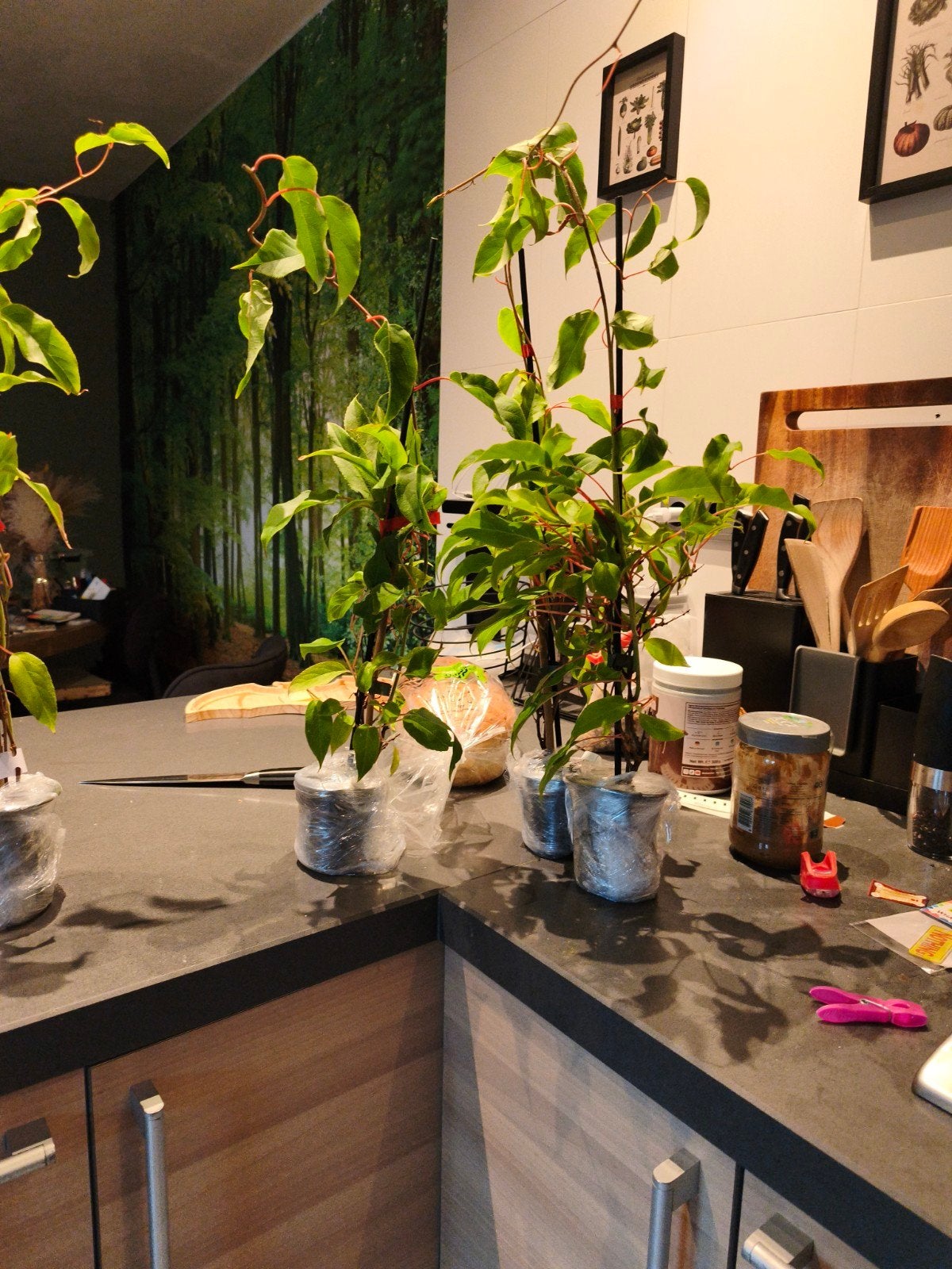 Actinidia arguta "Ananasnaya" kiwibes (vrl) €5 p/s, Ophalen, Minder dan 100 cm, Overige soorten, Lente