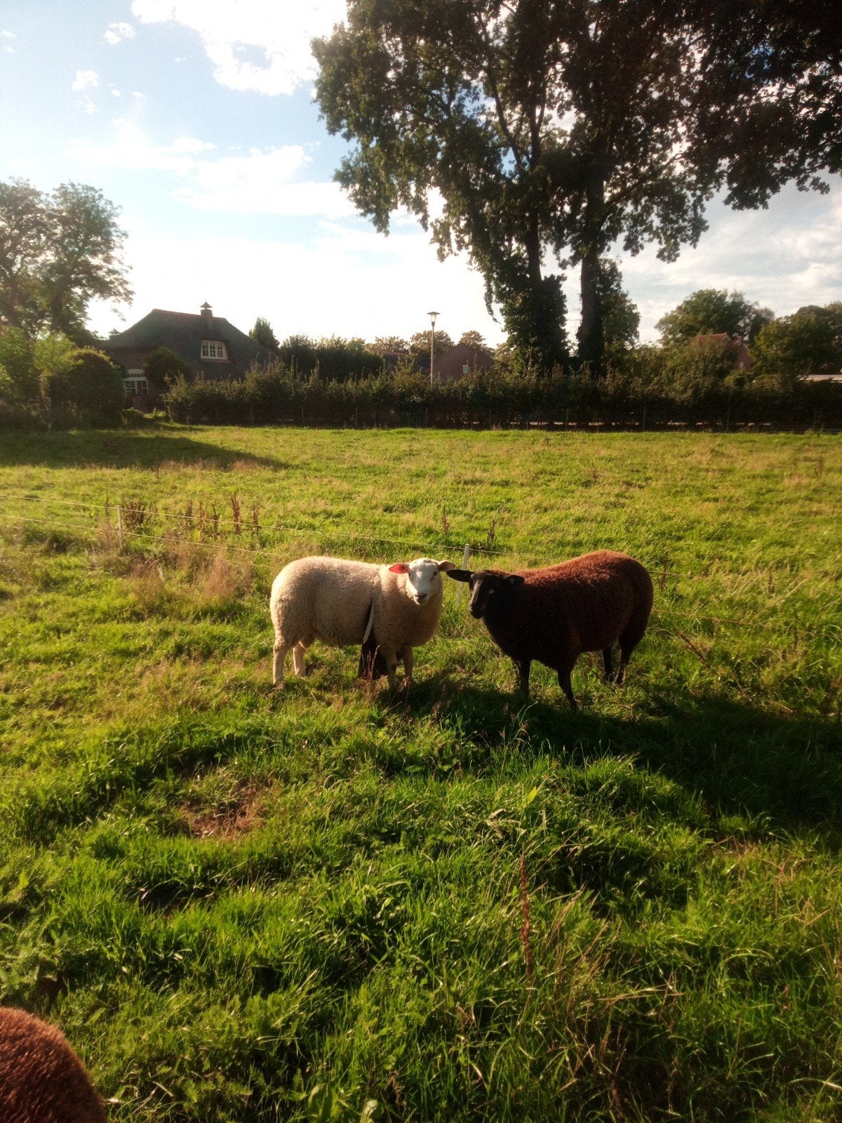 Swifter stamboek gekeurde dekram, Dieren en Toebehoren, Schapen, Geiten en Varkens, Mannelijk, Schaap, 0 tot 2 jaar