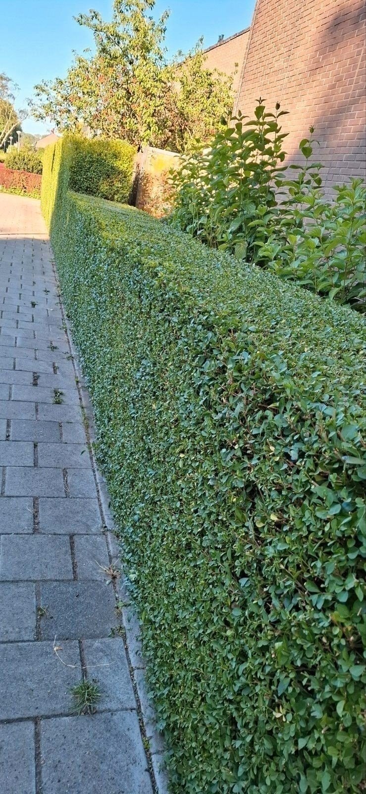 tuinman bied zich aan, Ophalen of Verzenden, Overige soorten, Minder dan 100 cm