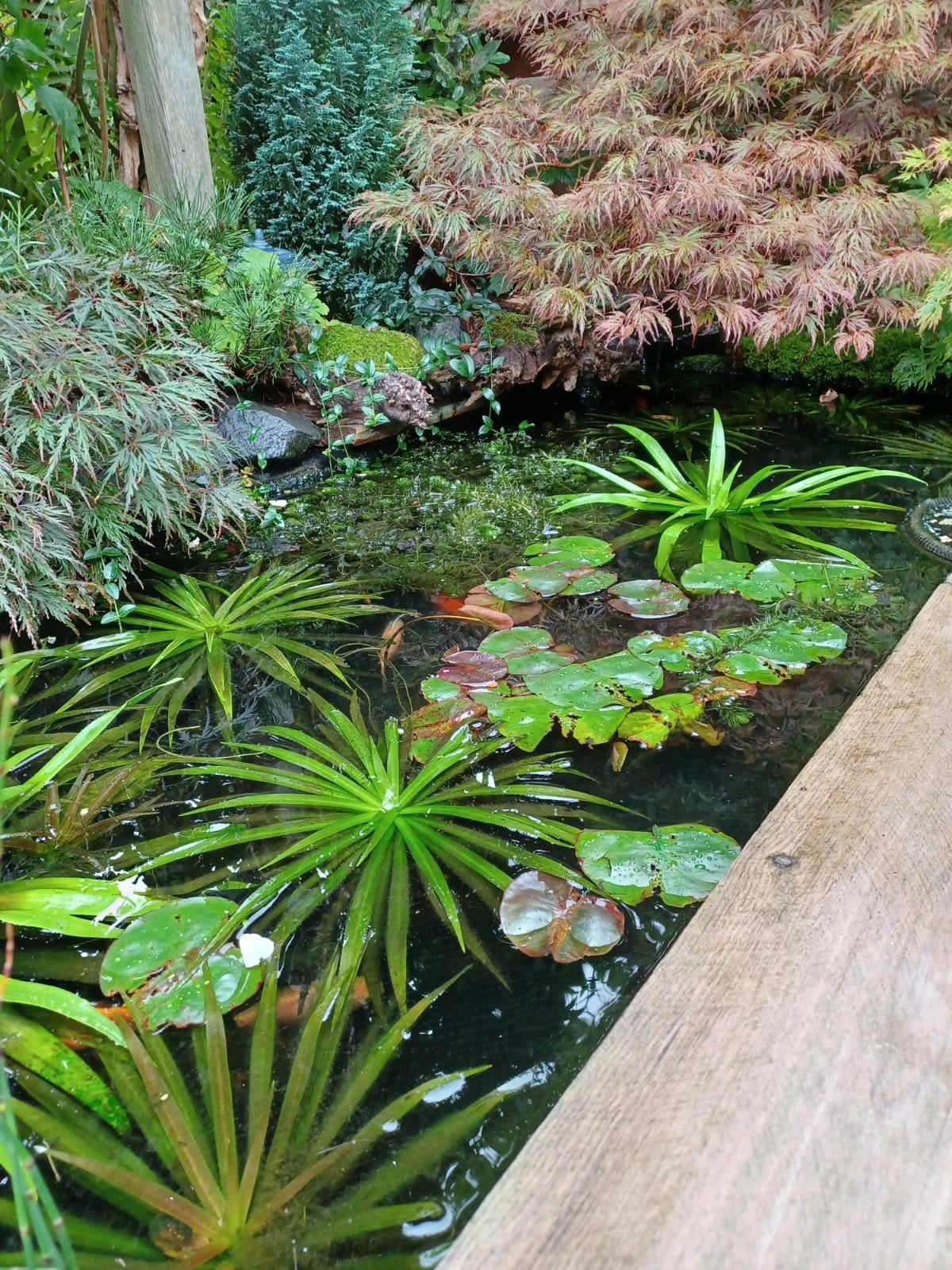 4 Grote Krabbenscheer planten / zuurstofplant, Tuin en Terras, Vijvers, Ophalen of Verzenden