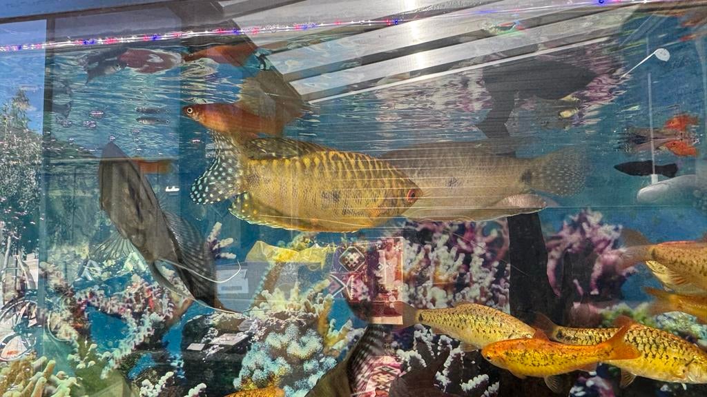 Goud en blauwe gourami groot XXL, Dieren en Toebehoren, Vissen | Aquariumvissen, Vis