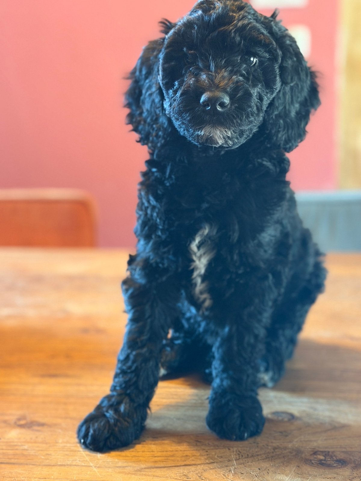 Medium Labradoodle puppy’s, Dieren en Toebehoren, Honden | Retrievers, Spaniëls en Waterhonden, Parvo, Overige rassen, 8 tot 15 weken
