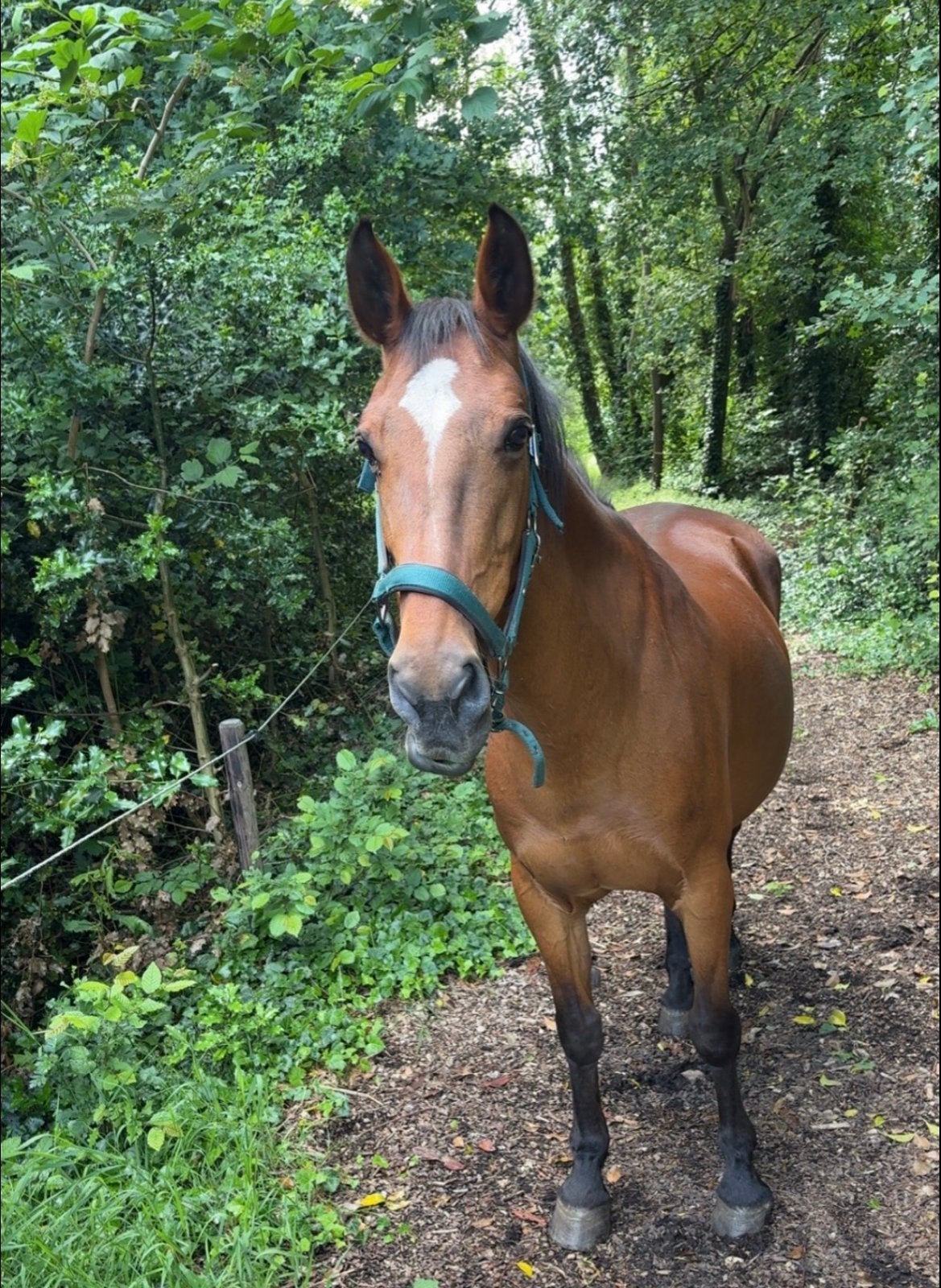 Ierse E-pony te koop, Dieren en Toebehoren, Merrie, Minder dan 160 cm, Recreatiepaard, 11 jaar of ouder