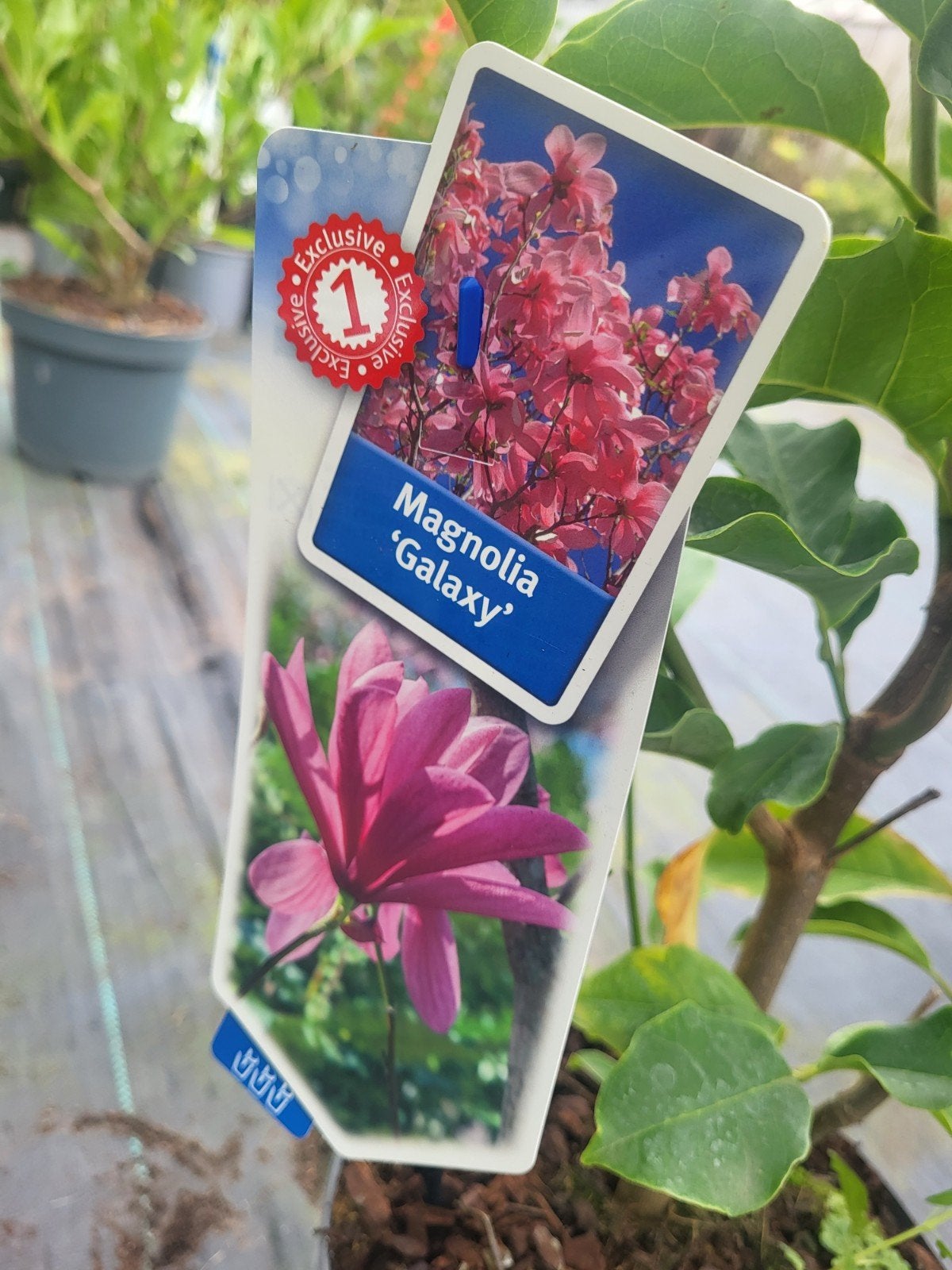 magnolia struiken !!, Ophalen of Verzenden, Overige soorten, Minder dan 100 cm