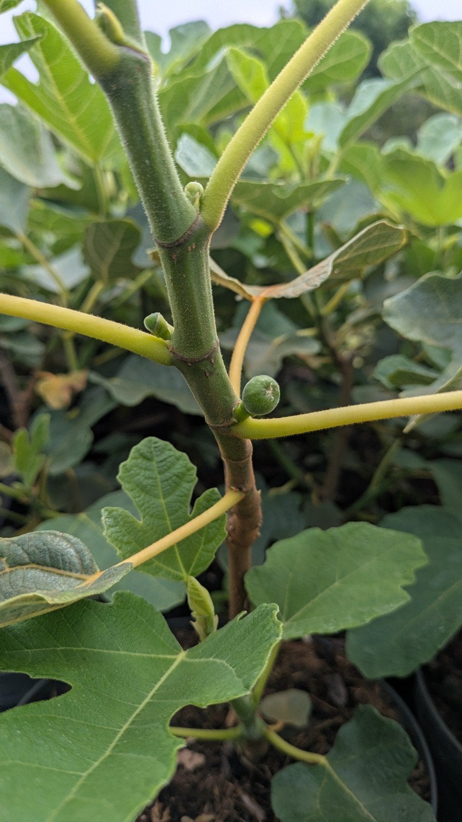 Diverse soorten vijgen, Ophalen of Verzenden, Minder dan 100 cm, In pot, Vijgenboom