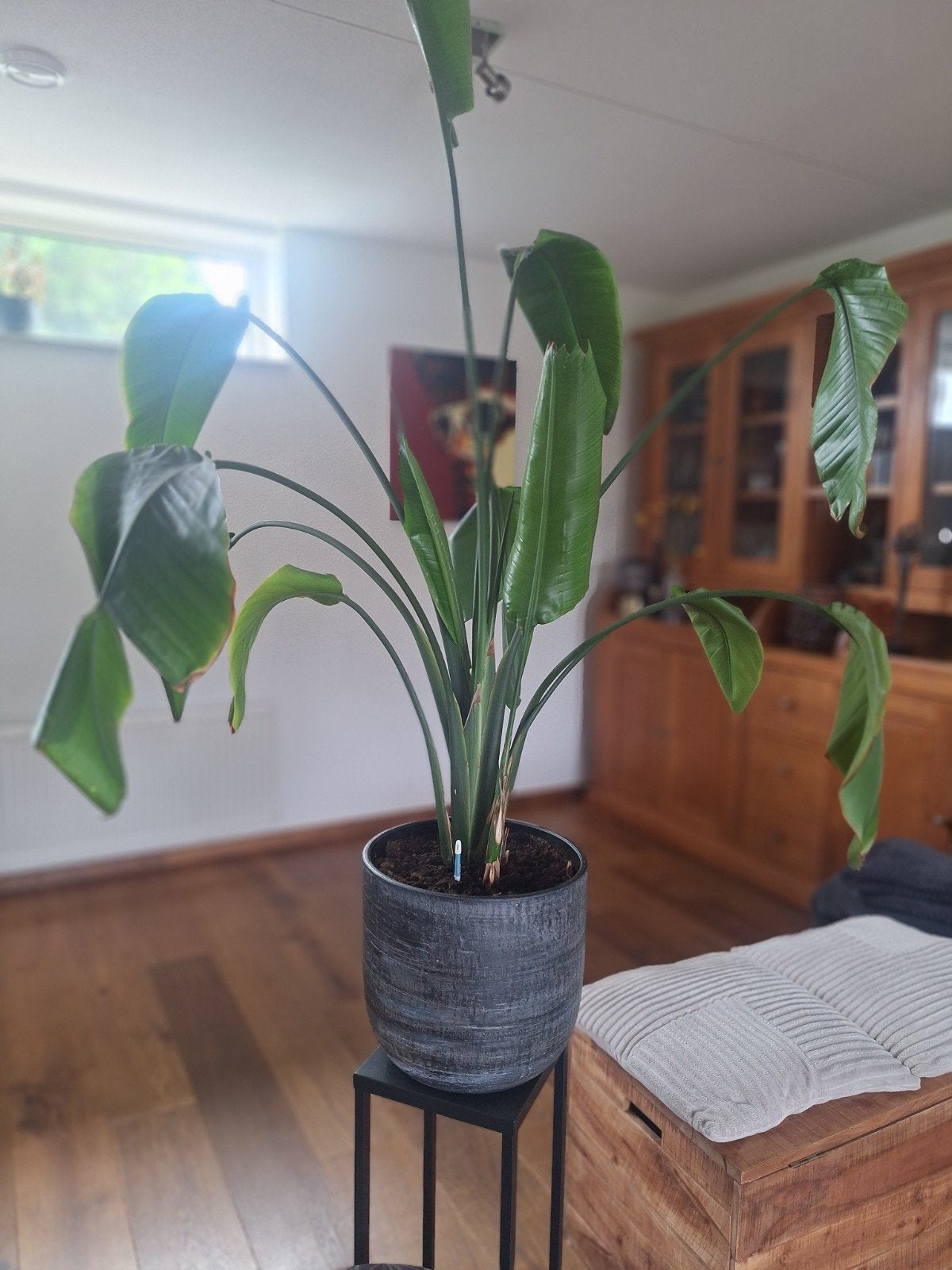 Grote huiskamerplant met pot, Ophalen, Overige soorten, Halfschaduw, In pot
