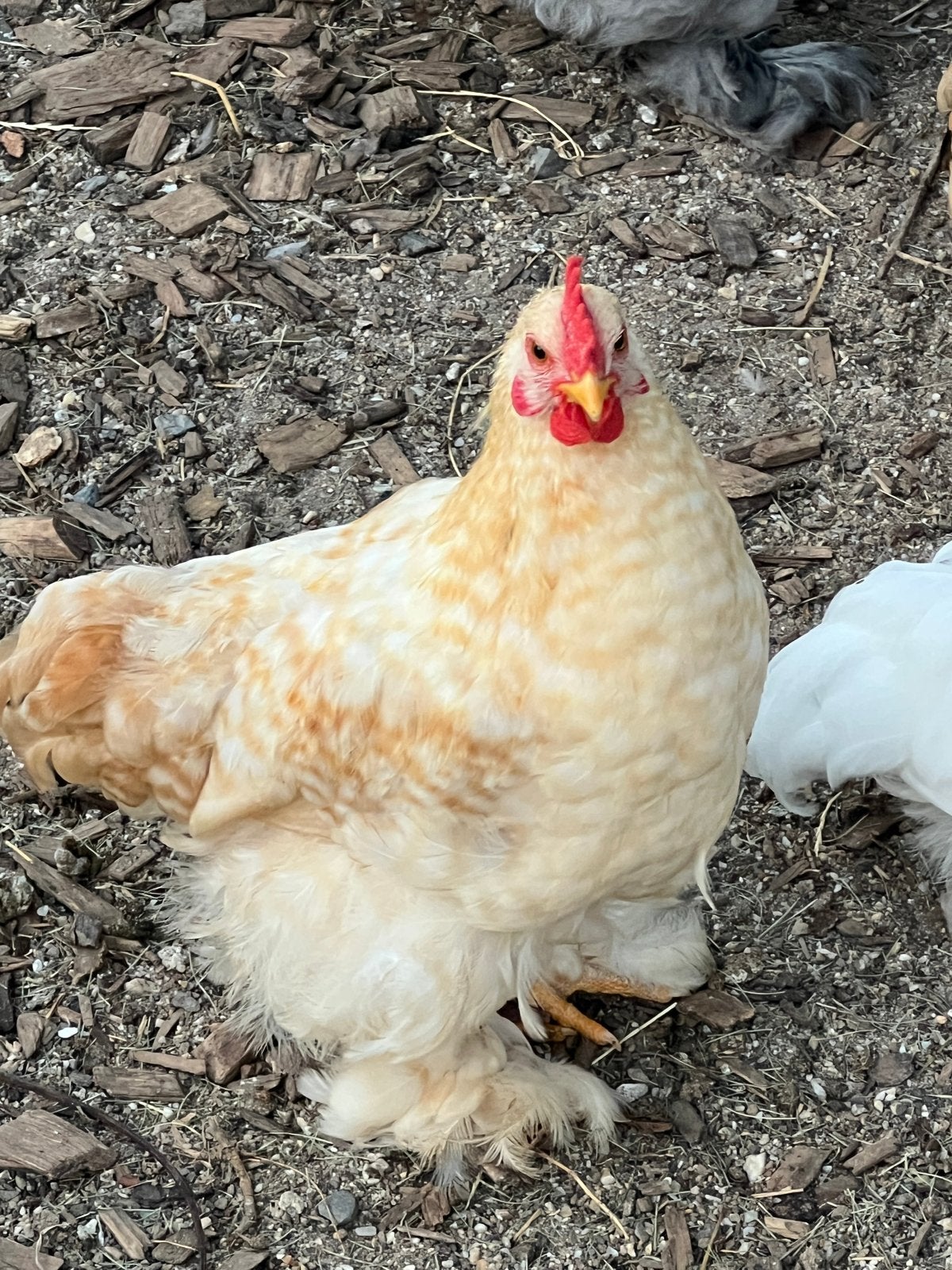 Cochin Zijdehoen haantjes Gratis, Dieren en Toebehoren, Pluimvee, Mannelijk, Kip