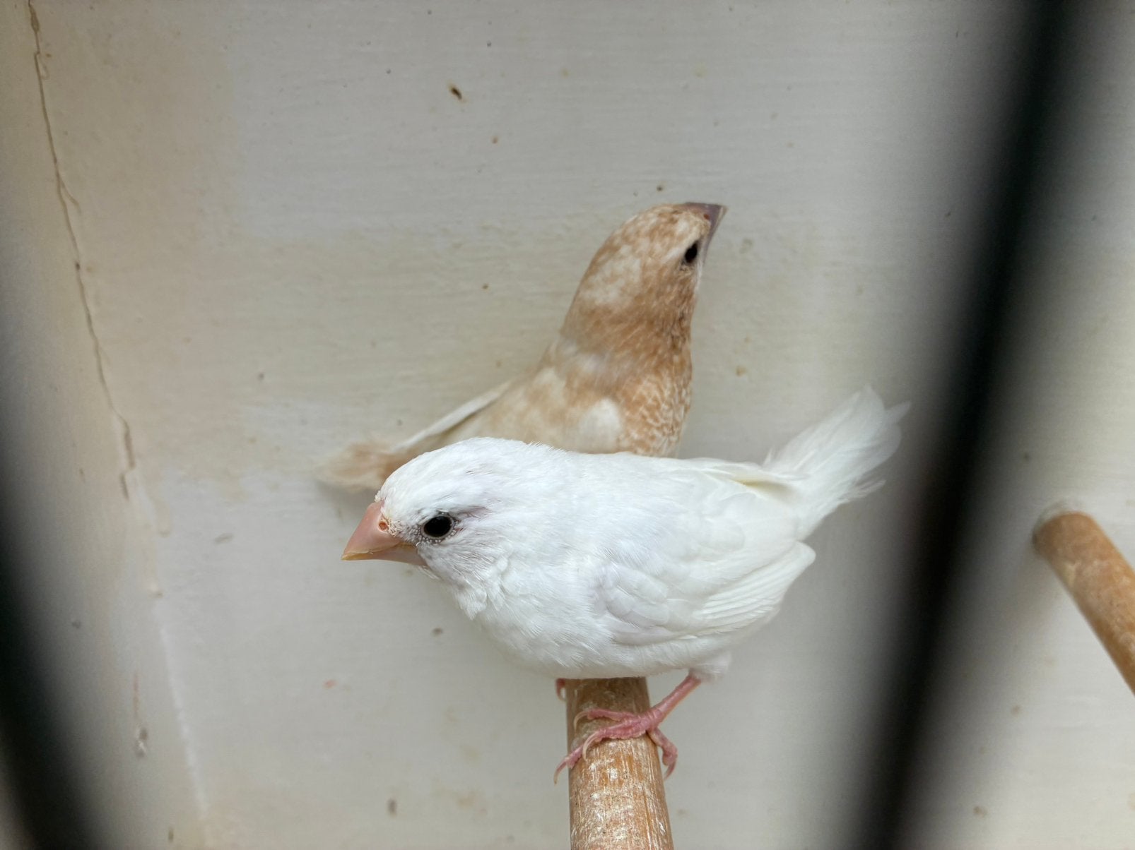 Koppel Japanse meeuwtjes, Dieren en Toebehoren, Meerdere dieren, Tropenvogel, Geringd