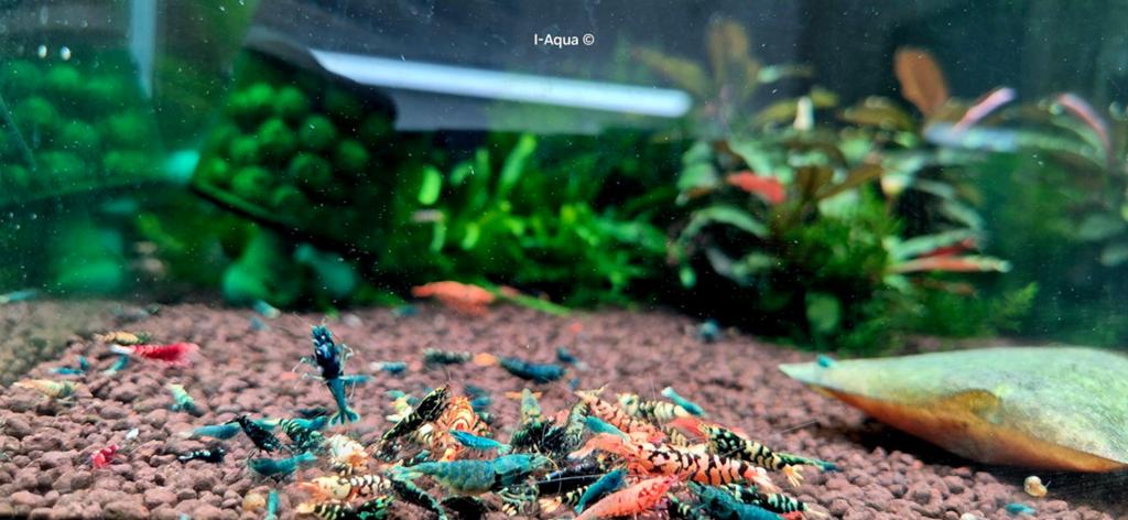 Foto 4 van Skittles caridina garnalen bezorging mix 10+5 gratis!