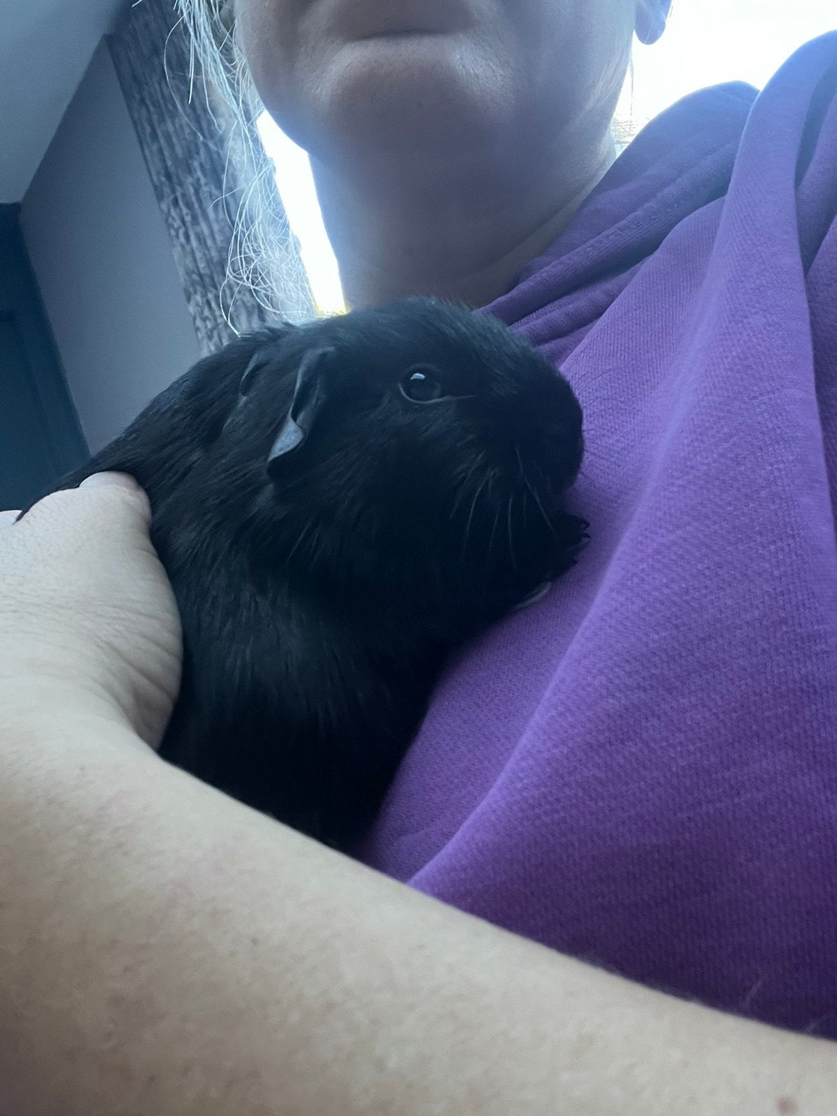 2 cavia broertjes mogen bijna verhuizen, Cavia, Meerdere dieren, Tam, September