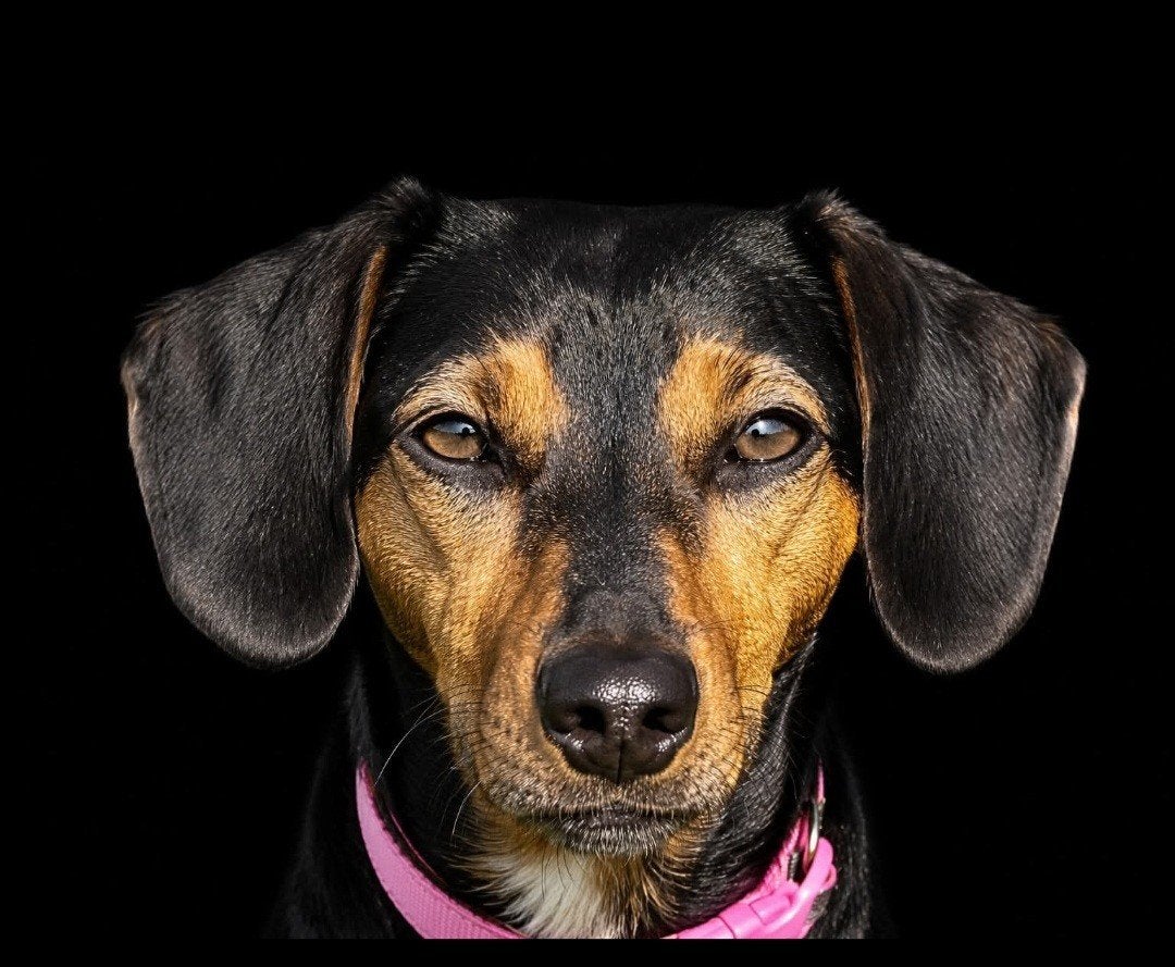 Ter adoptie Lucky, Dieren en Toebehoren, Honden | Niet-rashonden, Parvo, Teef, Eén hond, Klein