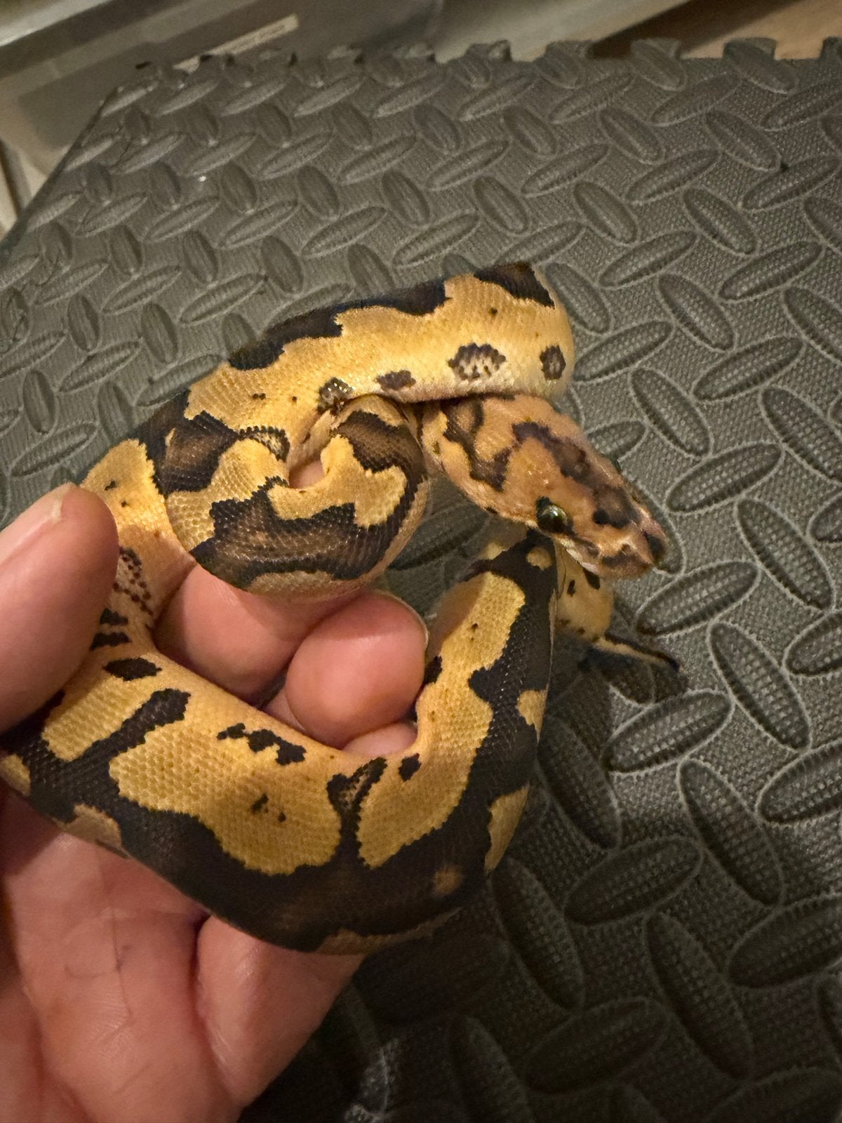 0.1 Ballpython / Regius Ball Python photo 3